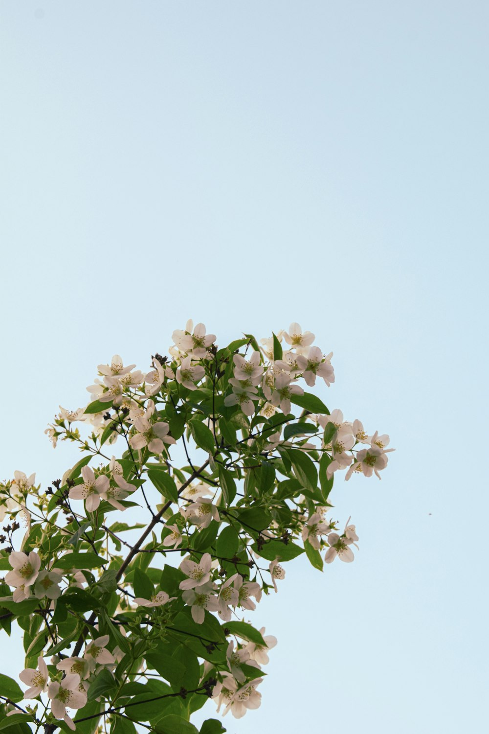 white flowers with green leaves