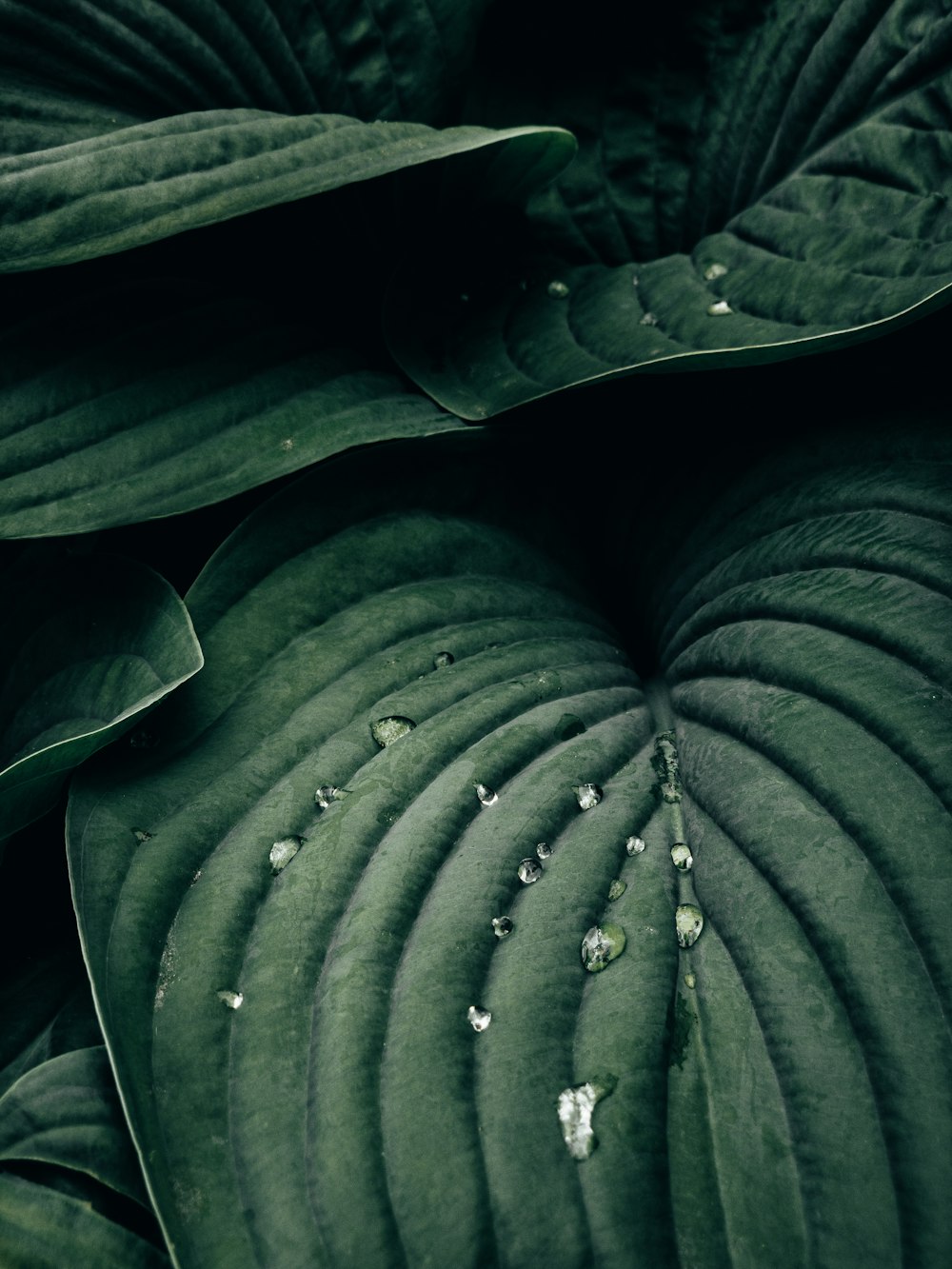 water droplets on green leaf