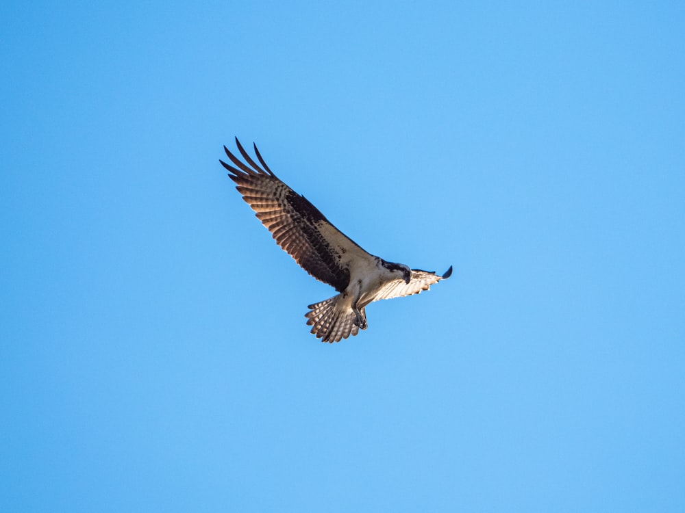 white and black bird flying under blue sky during daytime