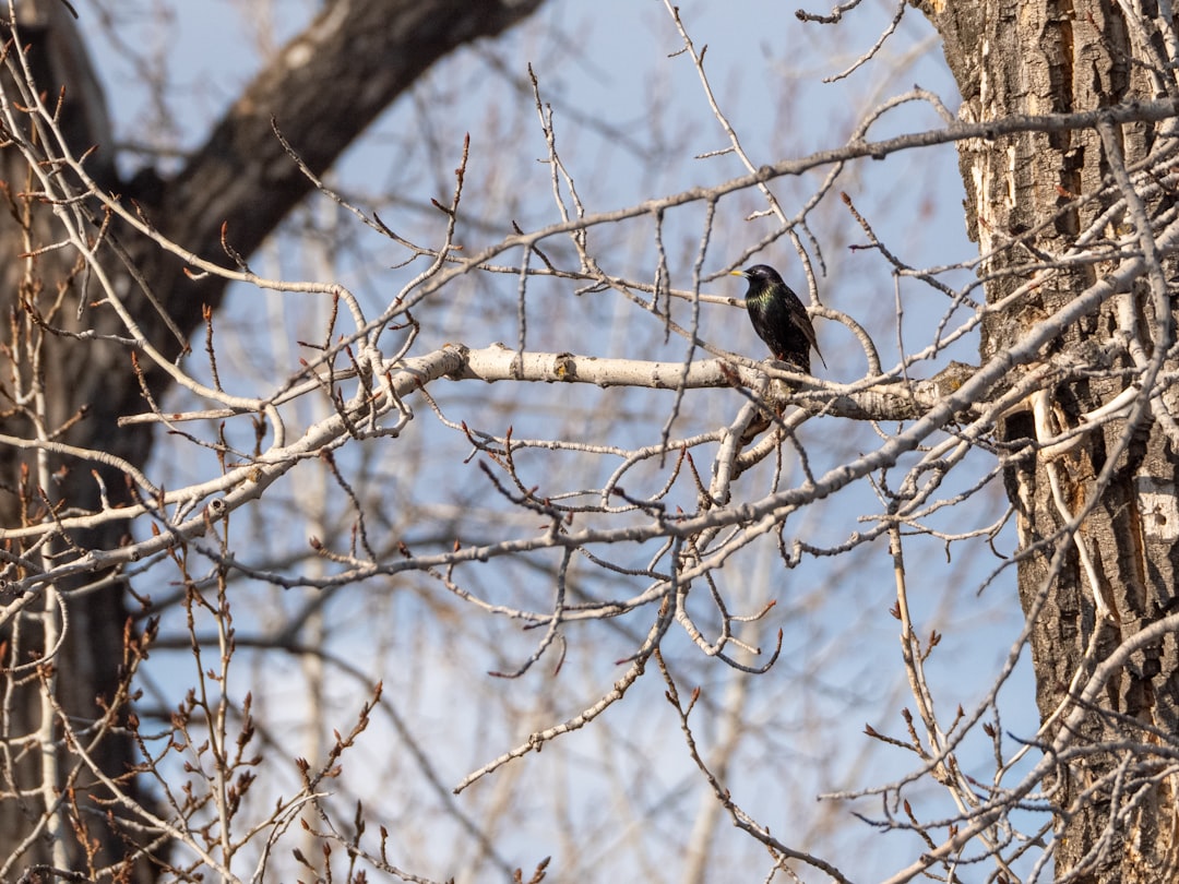 Wildlife photo spot Fish Creek Cochrane