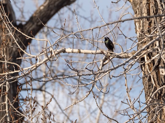 black bird on brown tree branch during daytime in Fish Creek Canada