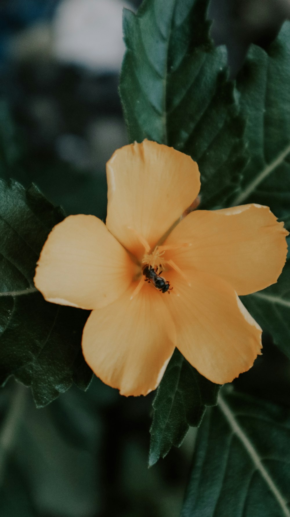 yellow flower with green leaves