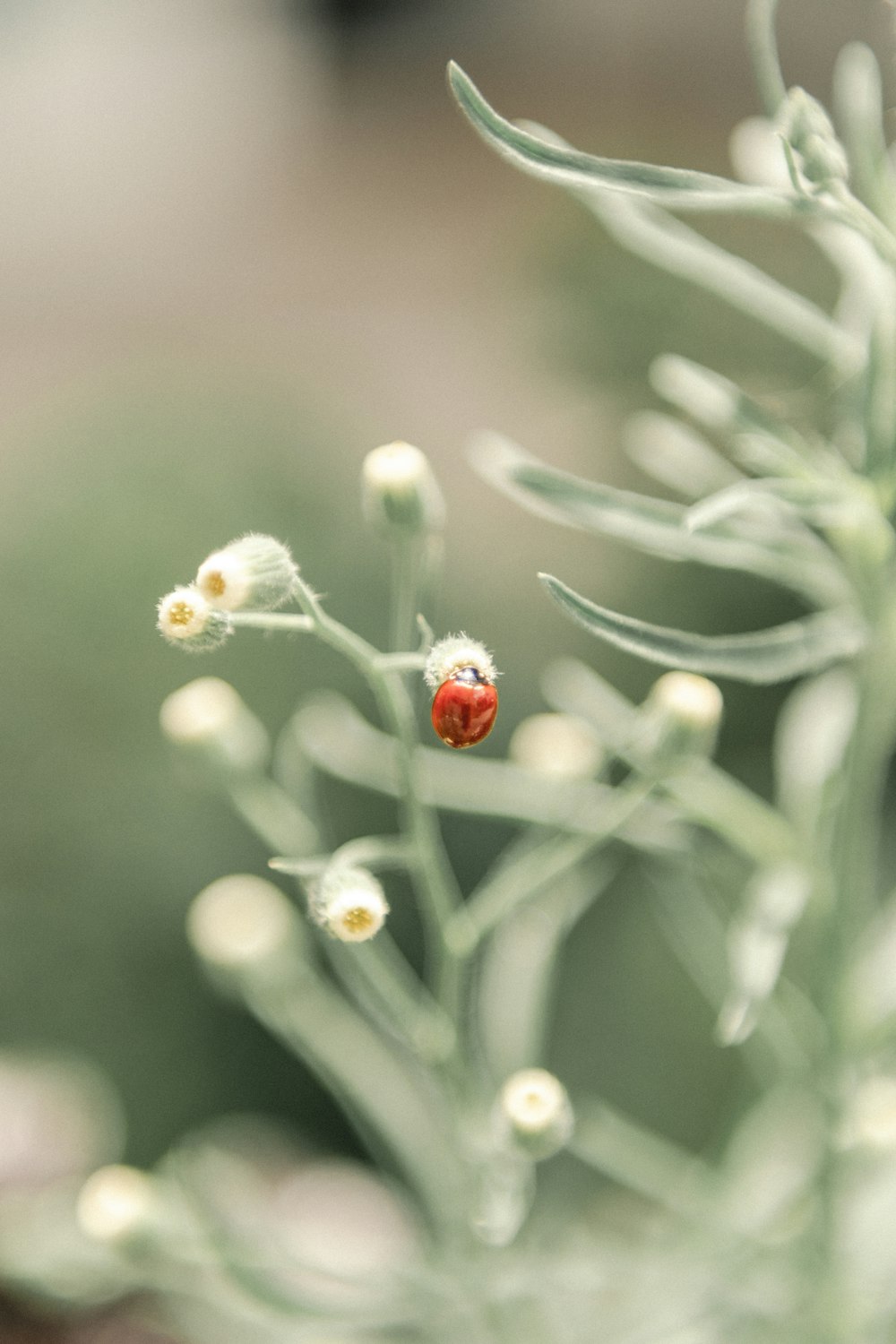 red ladybug perched on green plant