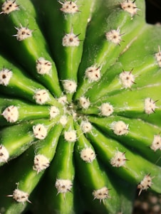 Close-up view of a vibrant green cactus with multiple spines protruding from its surface, arranged in a radial pattern. The central part of the cactus is highlighted by natural light, and each spine is surrounded by small, fuzzy white patches.