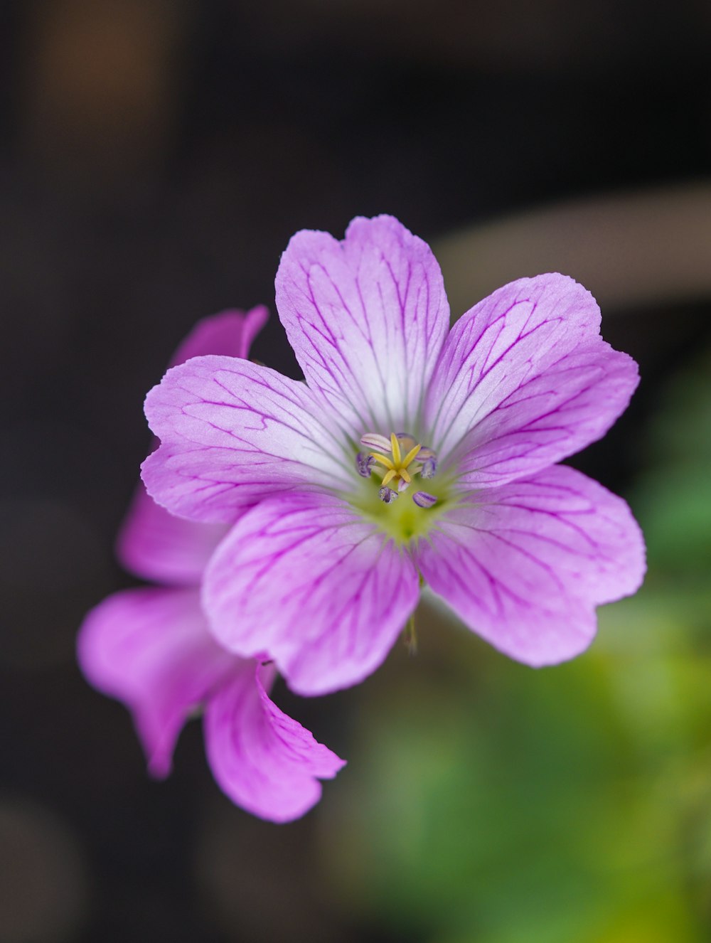 purple flower in tilt shift lens