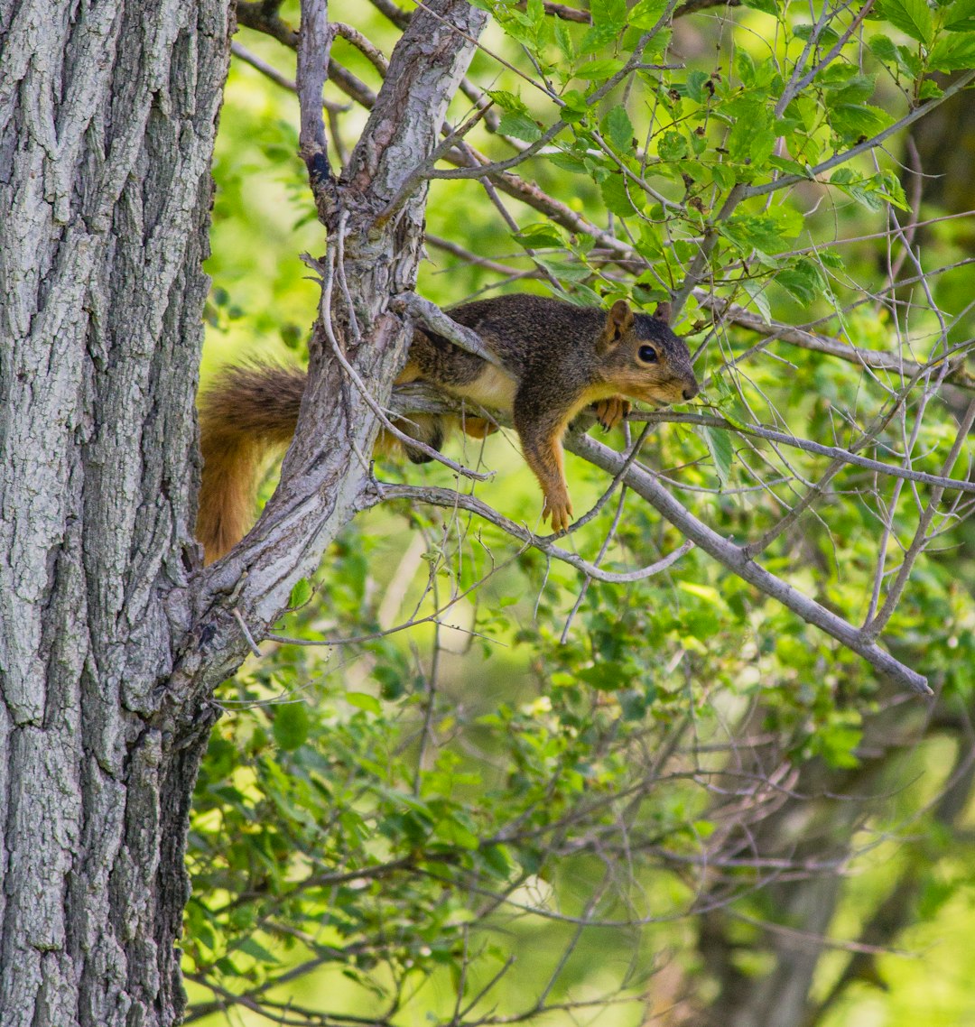 brown squirrel on brown tree branch during daytime