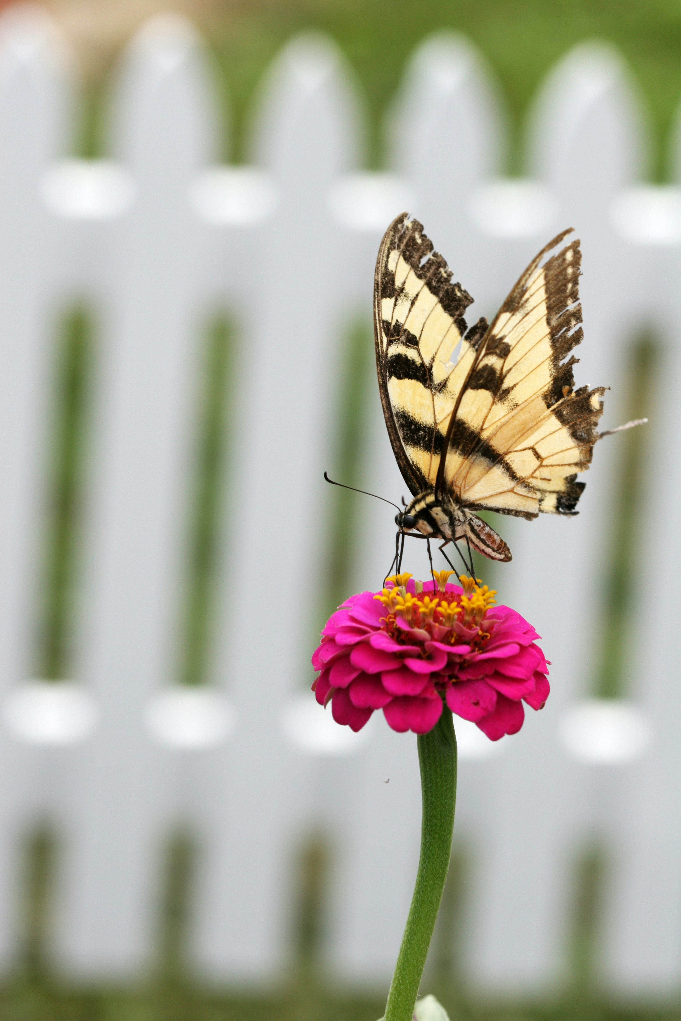 昼間の接写でピンクの花にとまる虎アゲハチョウの写真 Unsplashで見つける無脊椎動物の無料写真