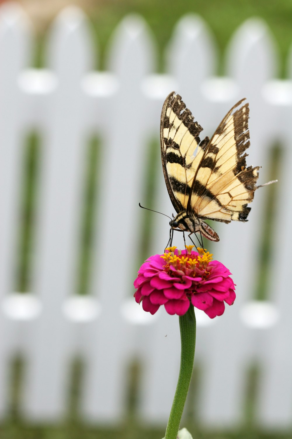 tiger swallowtail butterfly perched on pink flower in close up photography during daytime