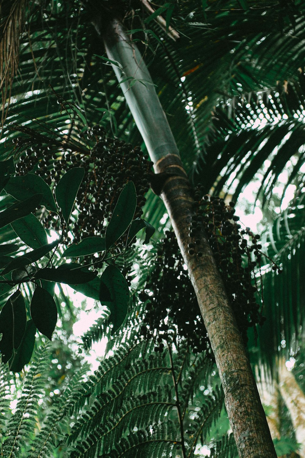 green palm tree during daytime