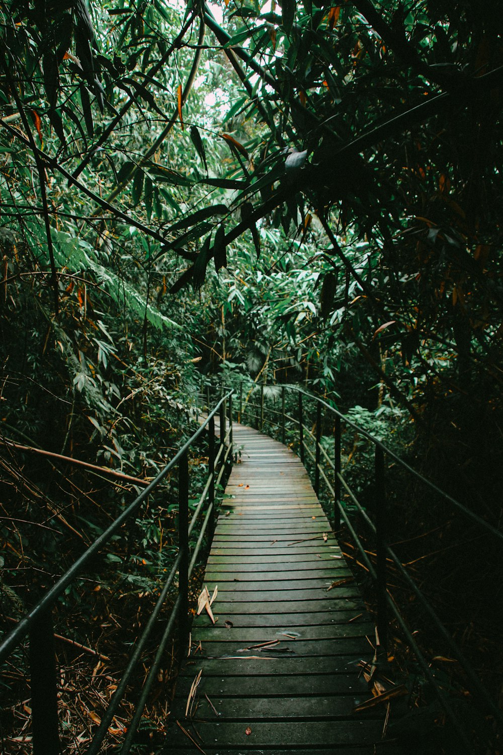 brown wooden bridge in the woods