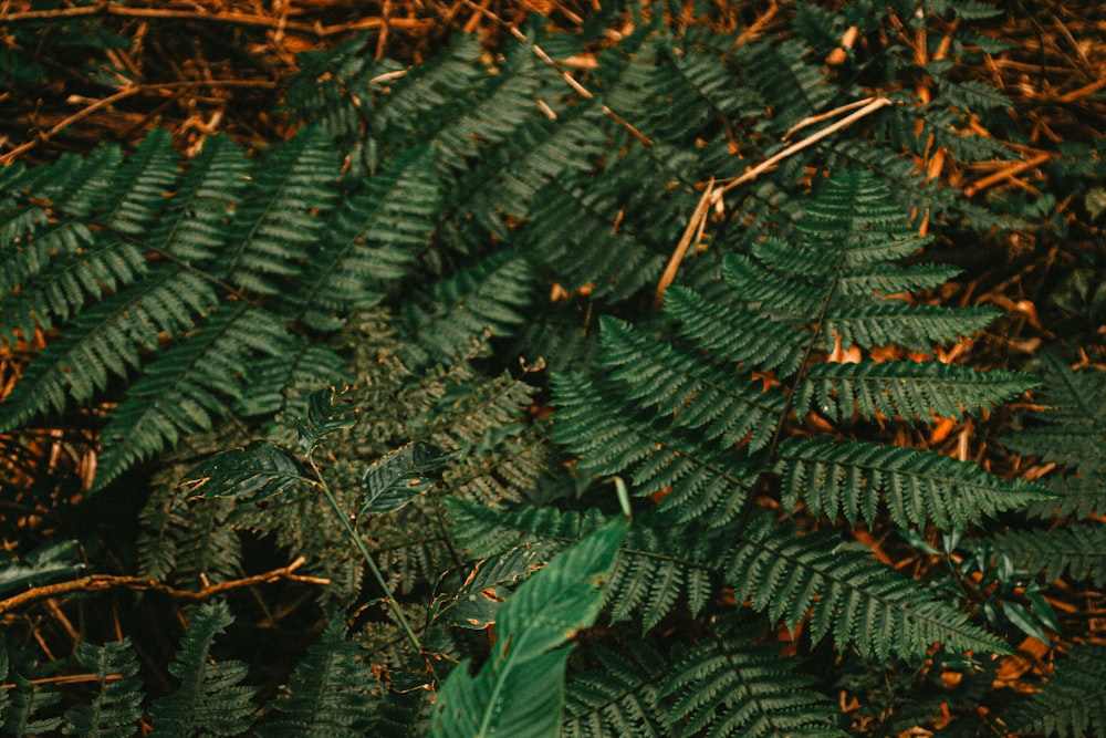 green leaves on brown soil