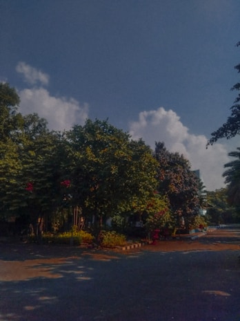 A serene tree-lined street in a quiet Calgary neighborhood under soft morning light.