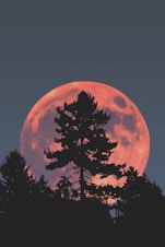 silhouette of tree during night time
