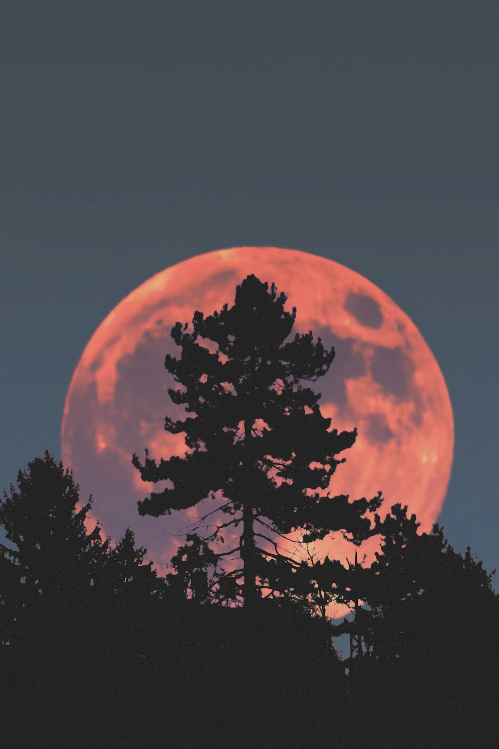 silhouette of tree during night time