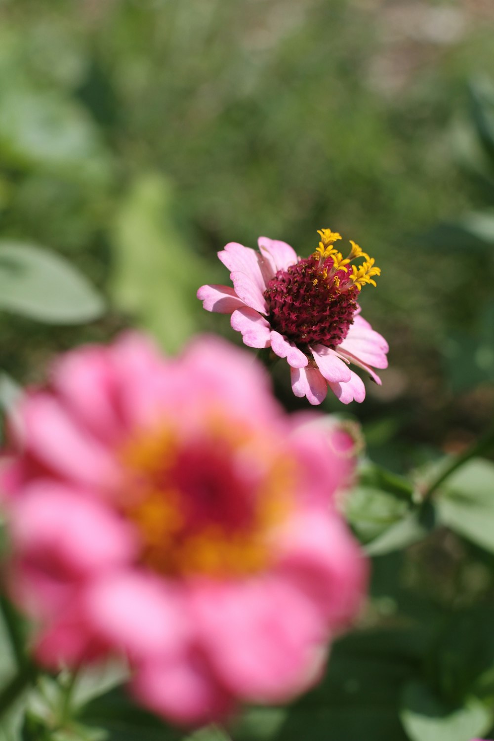 flor rosa e amarela na lente tilt shift