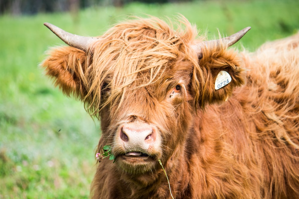 brown yak on green grass field during daytime