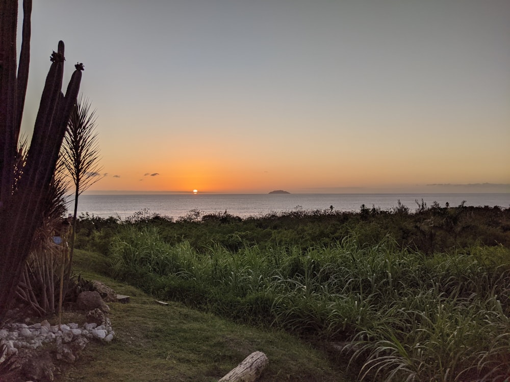 green grass field near body of water during sunset