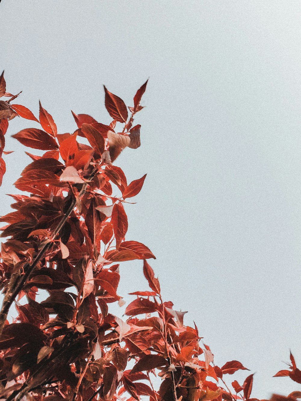 red leaves on tree branch