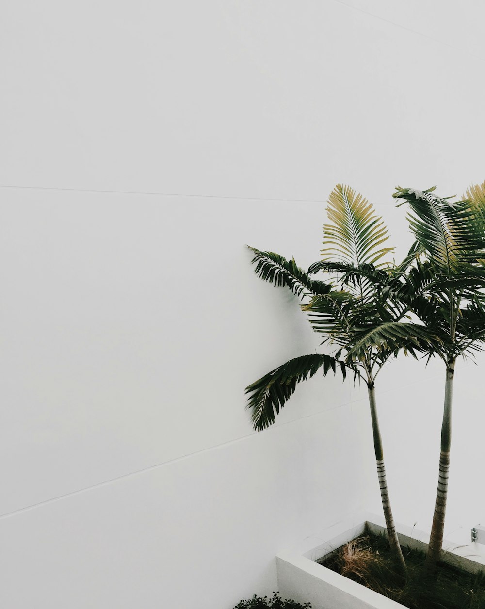 green palm tree beside white wall