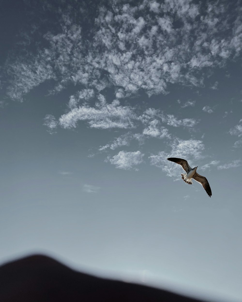 black bird flying under blue sky during daytime