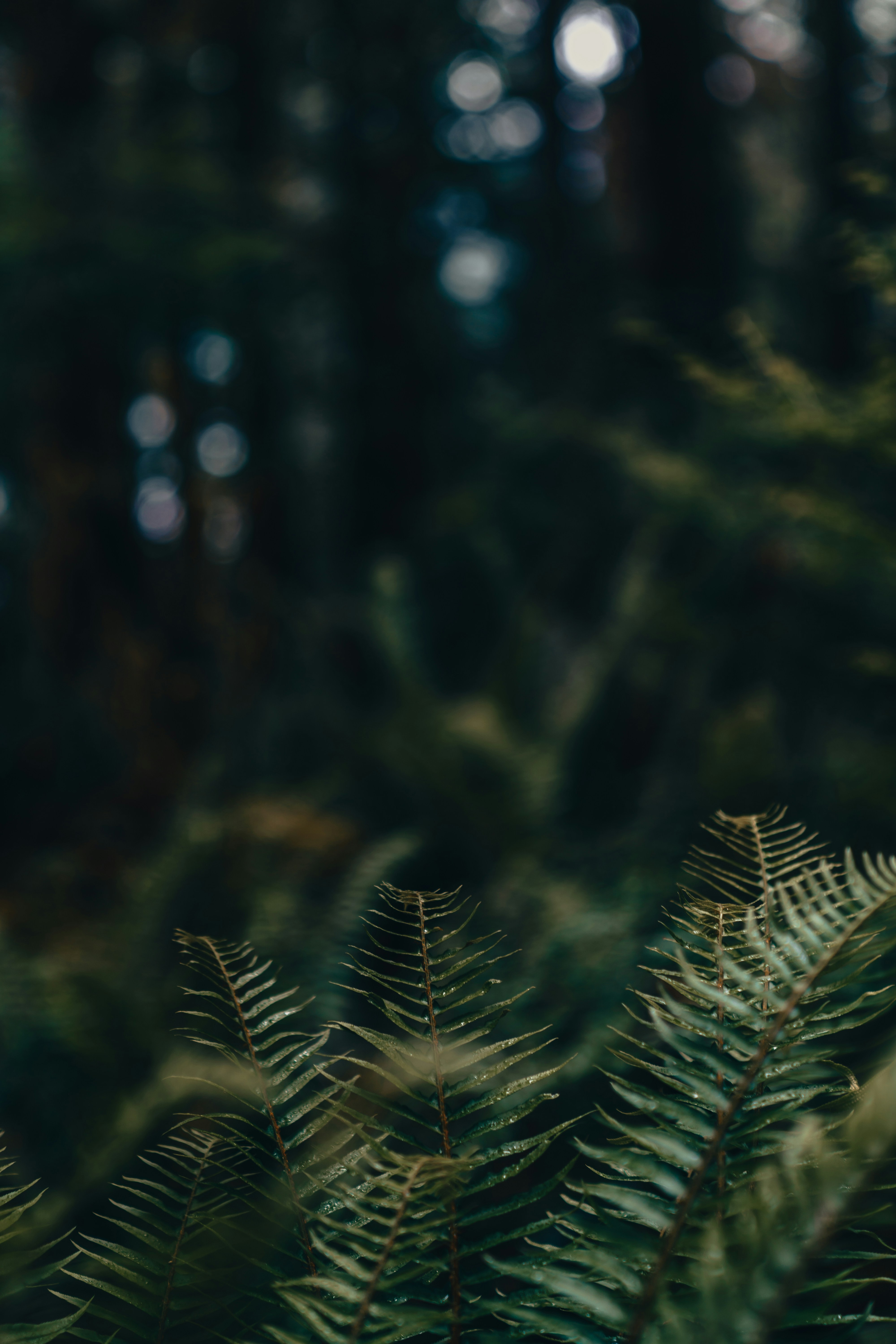 Photo by tomaswilliamsa