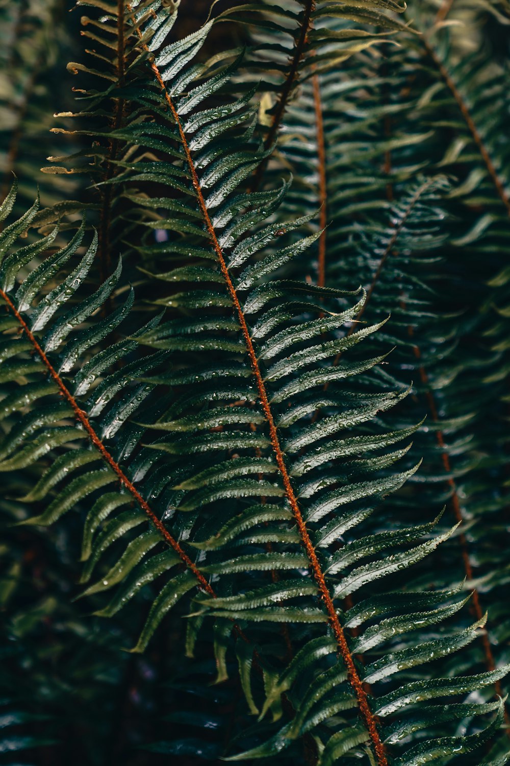 green leaf in close up photography