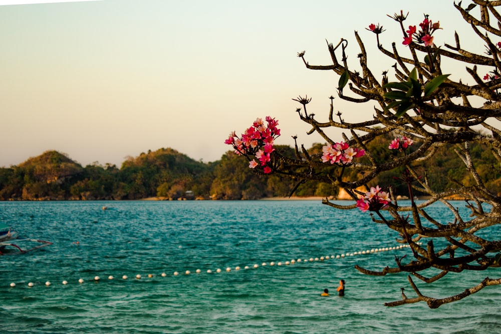 pink cherry blossom tree near body of water during daytime