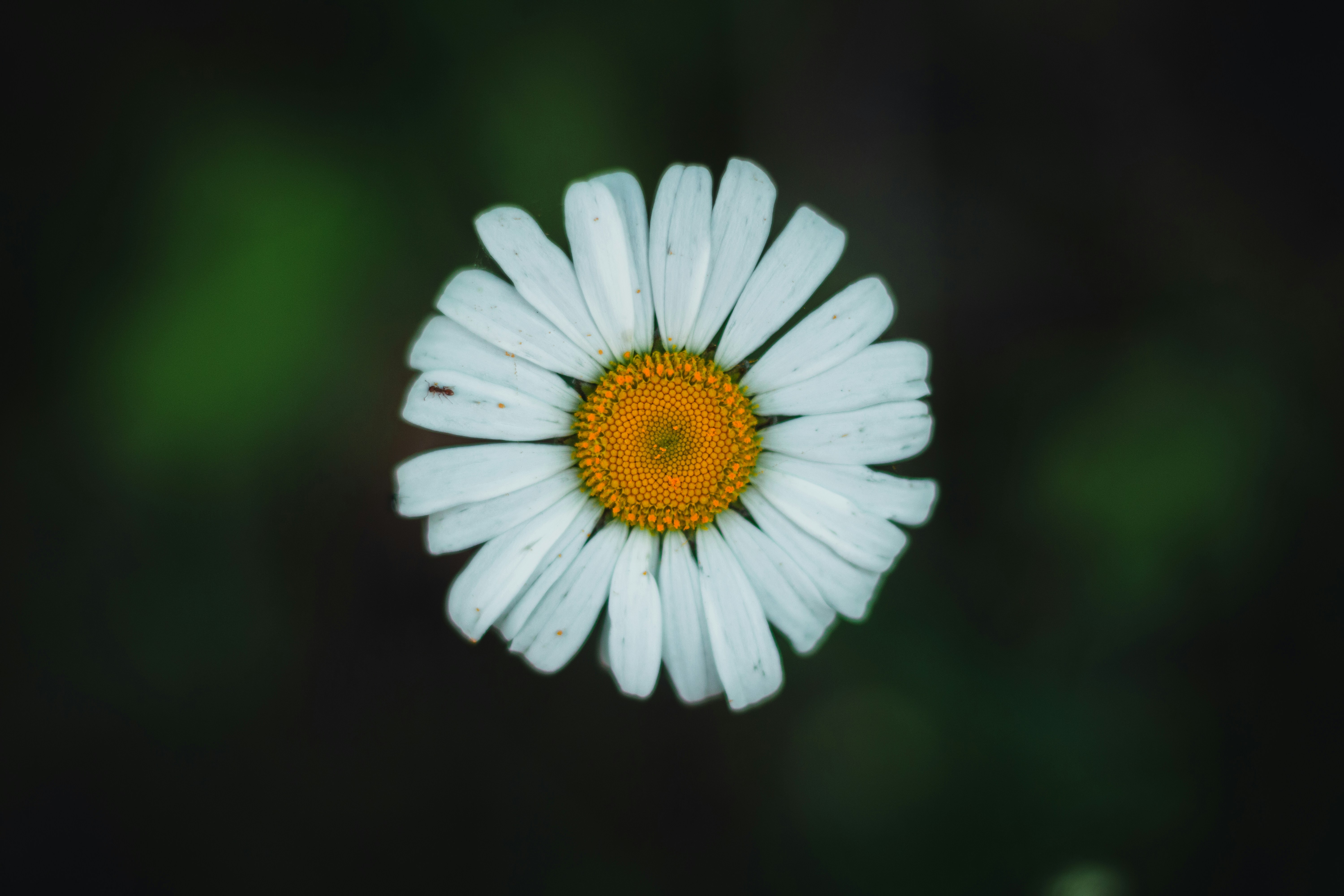 Photo by mauro_bueso