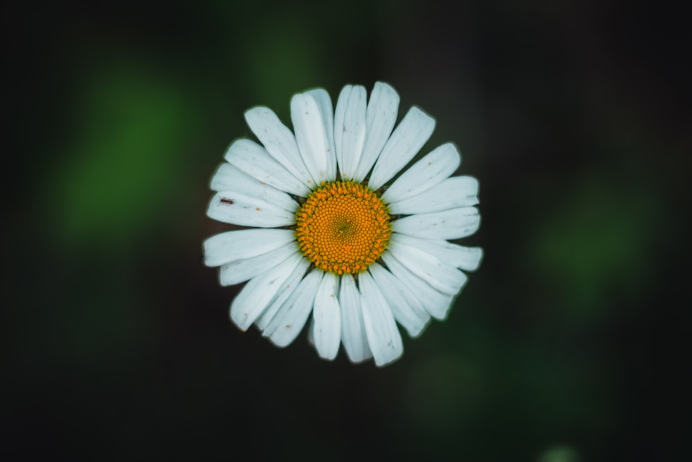 white daisy in bloom during daytime