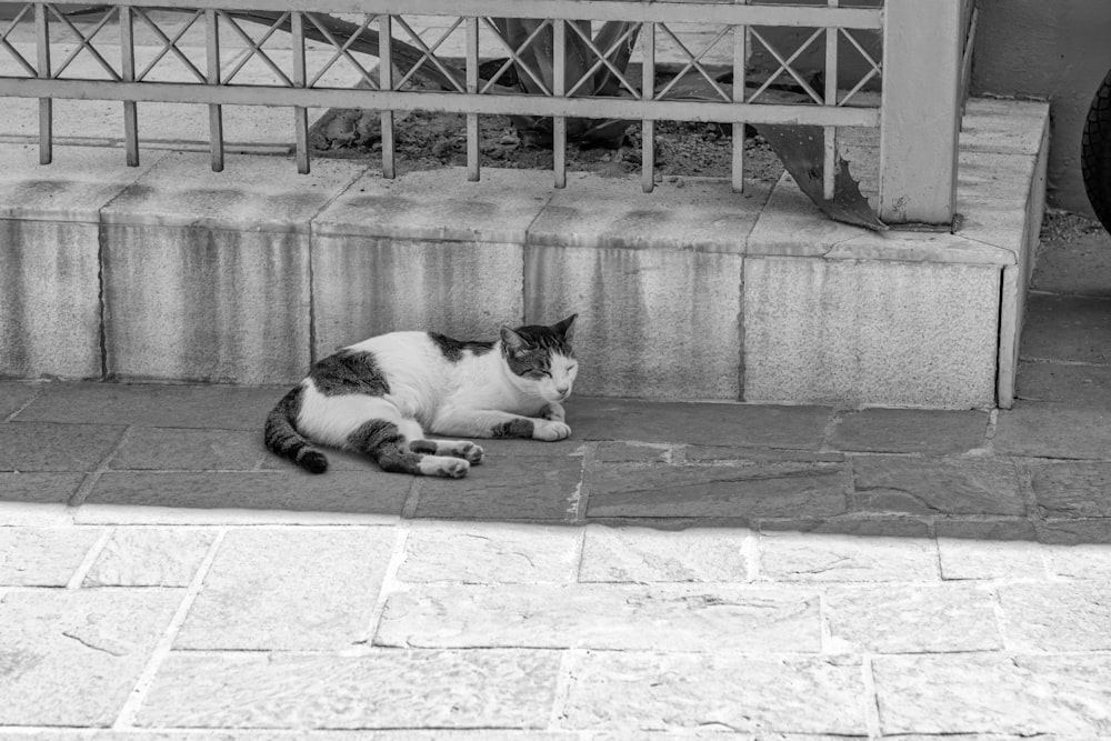 grayscale photo of cat lying on concrete floor