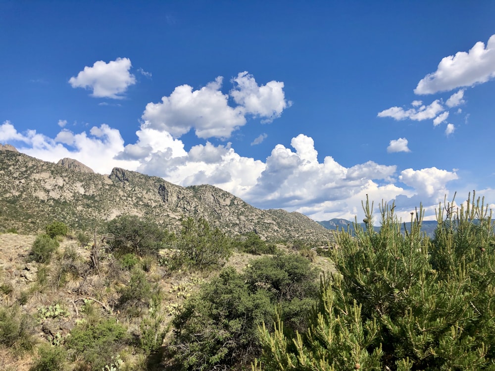 erba verde sulla collina sotto il cielo blu durante il giorno