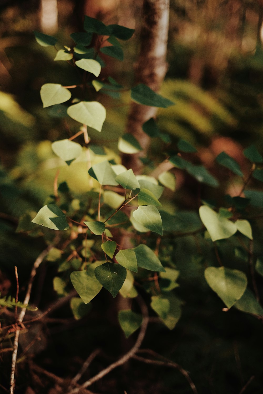 green leaves in tilt shift lens