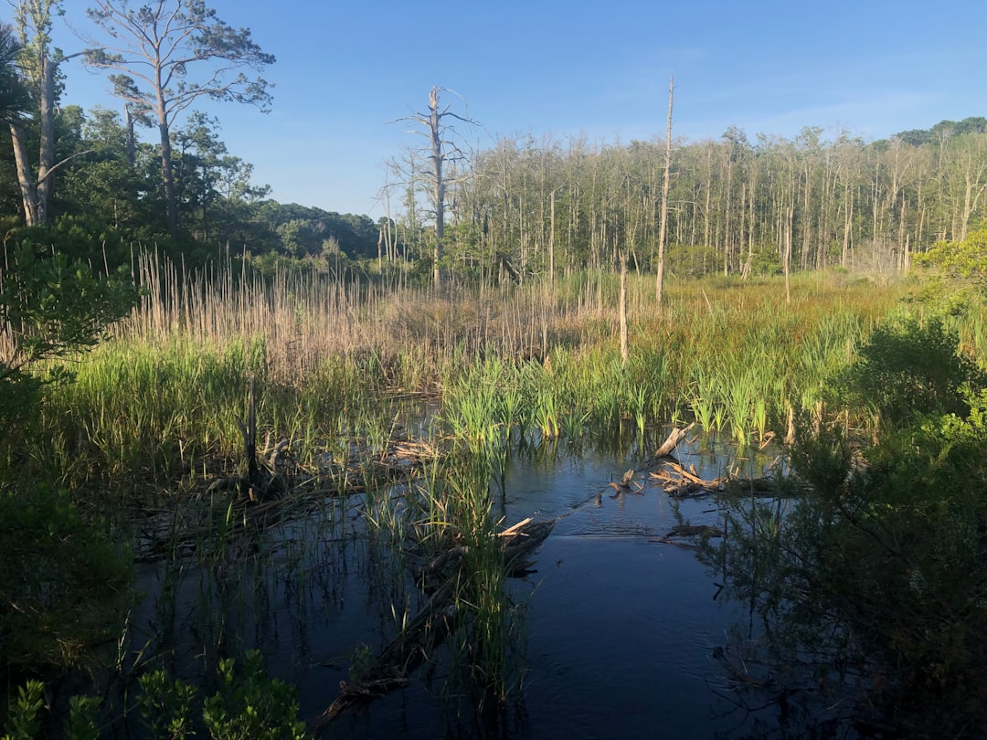 photo of Carolina Beach Nature reserve near Figure Eight Island