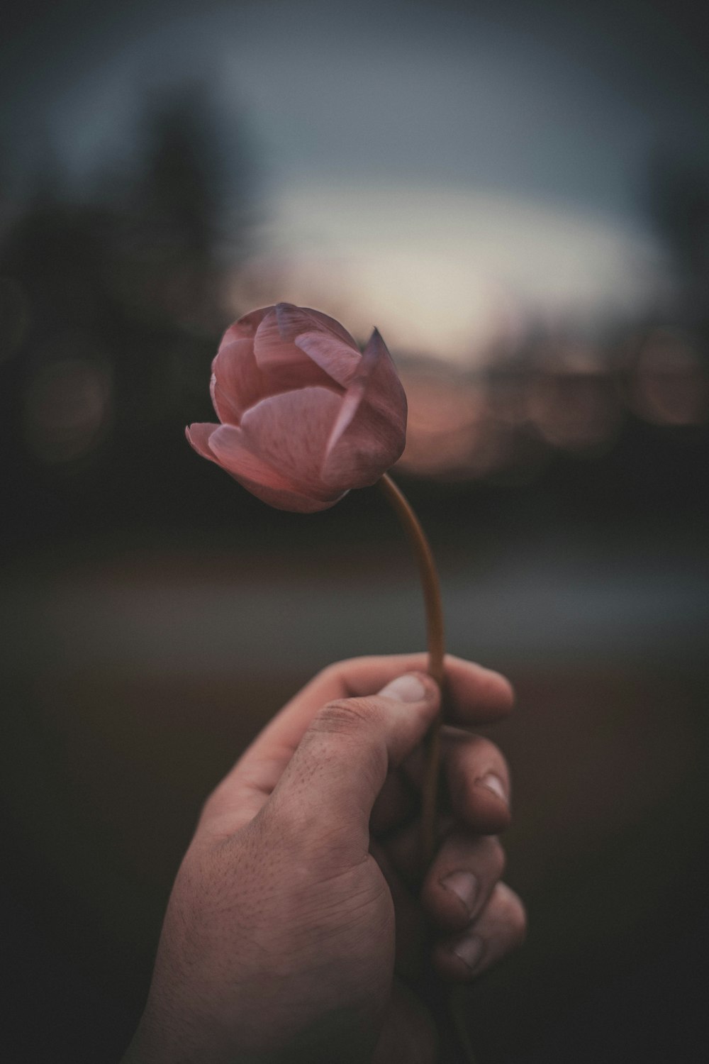 person holding pink flower during daytime