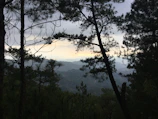 Sunlit mountain view from the porch of Tirthan Horizon Homestay framed by tall pine trees.