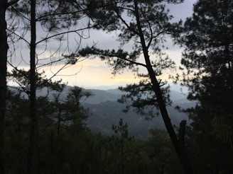 A peaceful mountain sunrise viewed through pine trees