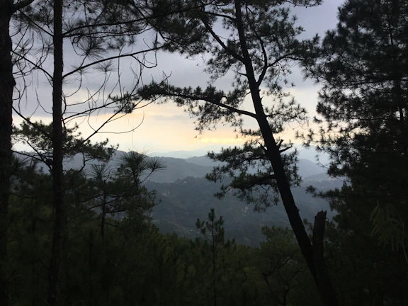 Sunlit mountain view from the porch of Tirthan Horizon Homestay framed by tall pine trees.