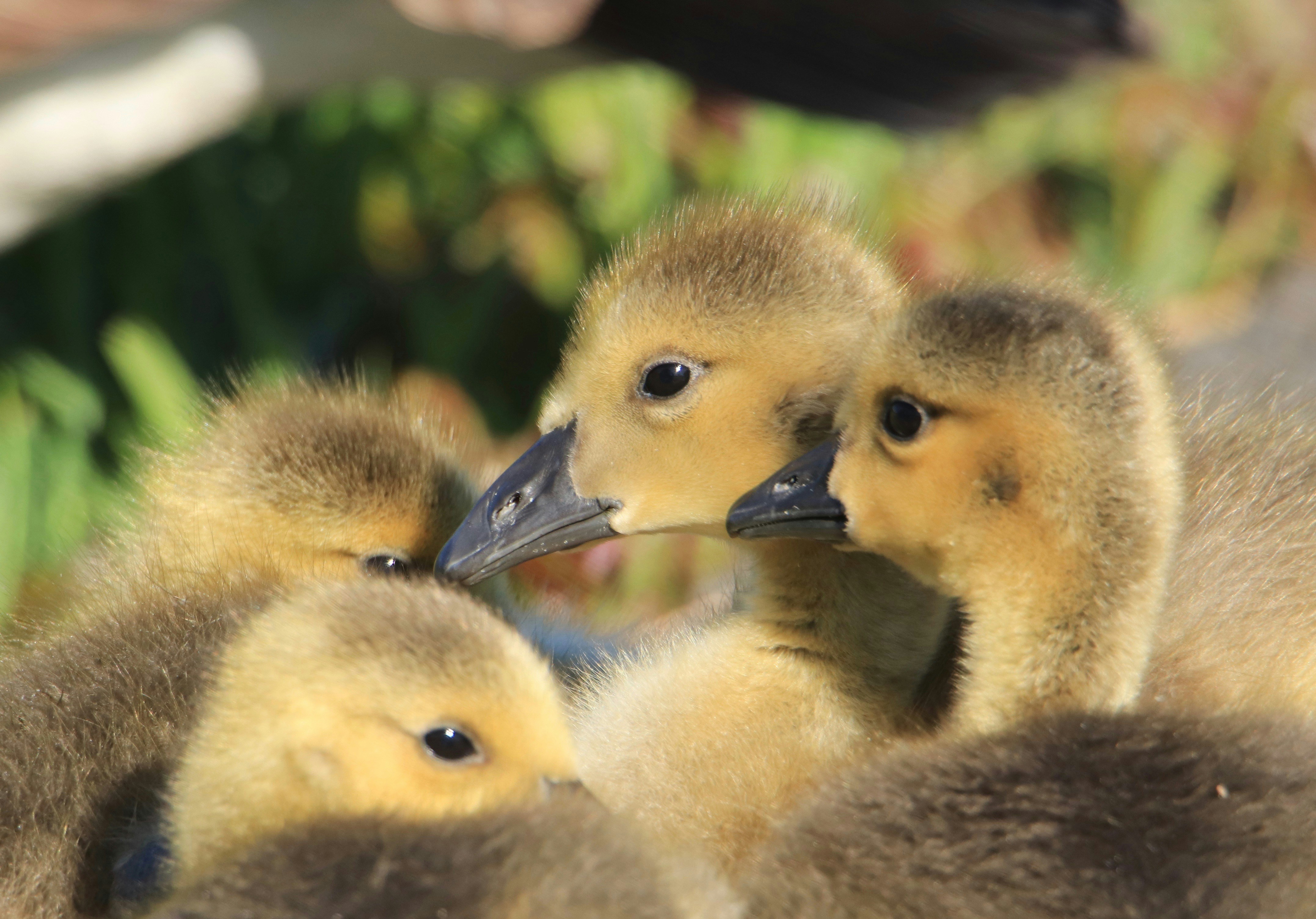 Photo by superdogsocial