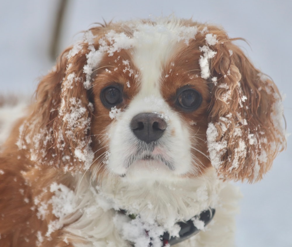 brown and white long coated small dog