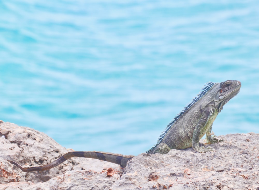 green and brown iguana on brown rock near body of water during daytime