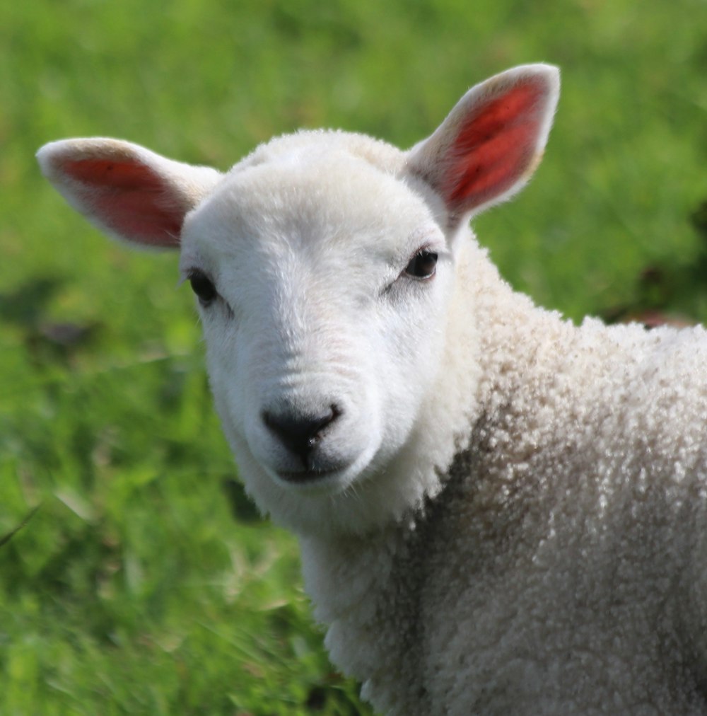 white sheep on green grass during daytime