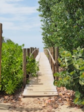 brown wooden pathway between green plants during daytime