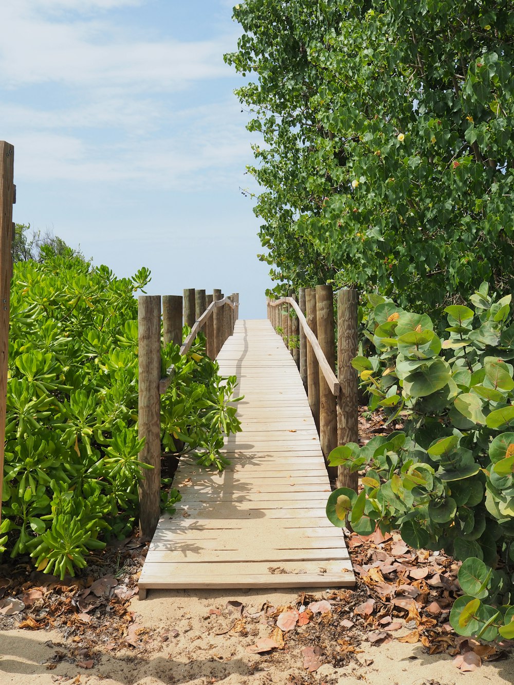 brown wooden pathway between green plants during daytime