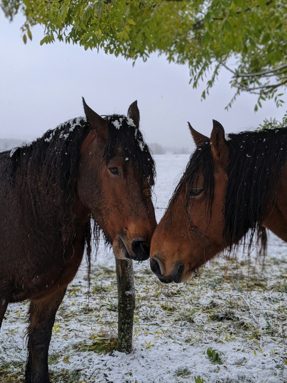 brown horse eating grass during daytime