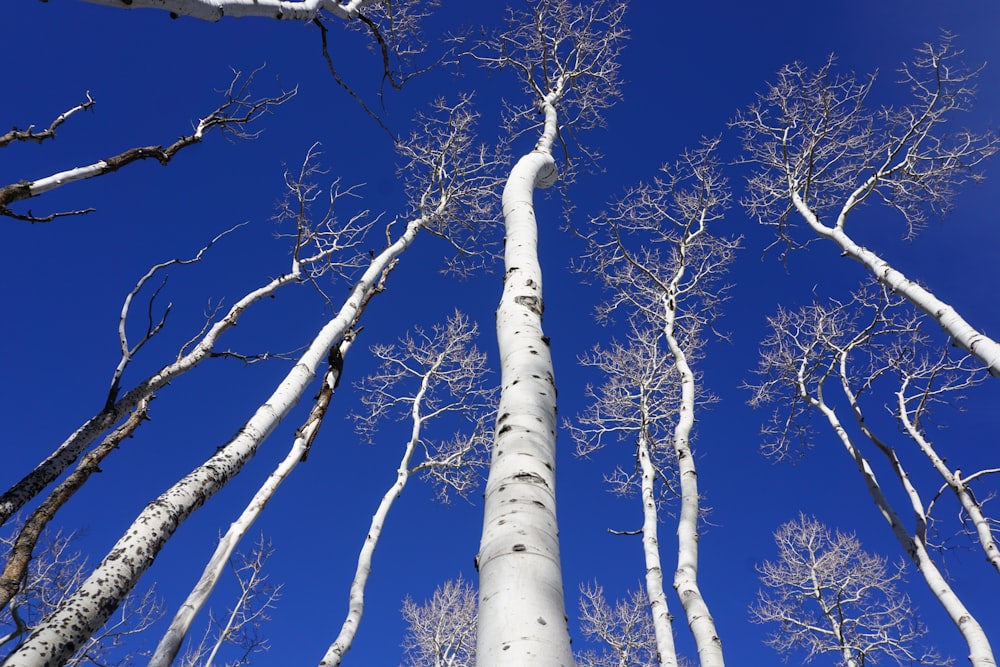 low angle photography of bare trees under blue sky during daytime
