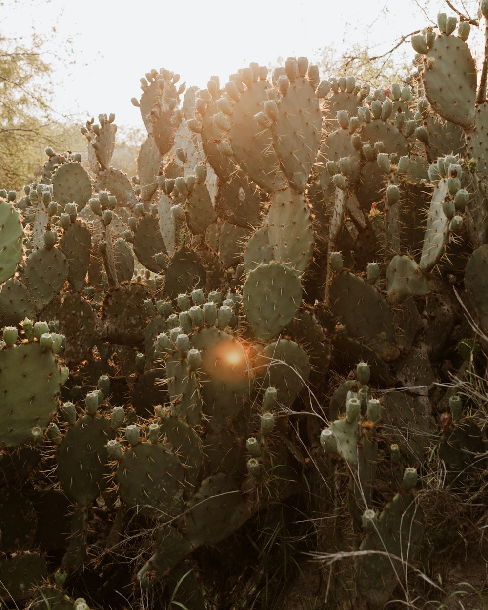 green cactus plant during daytime