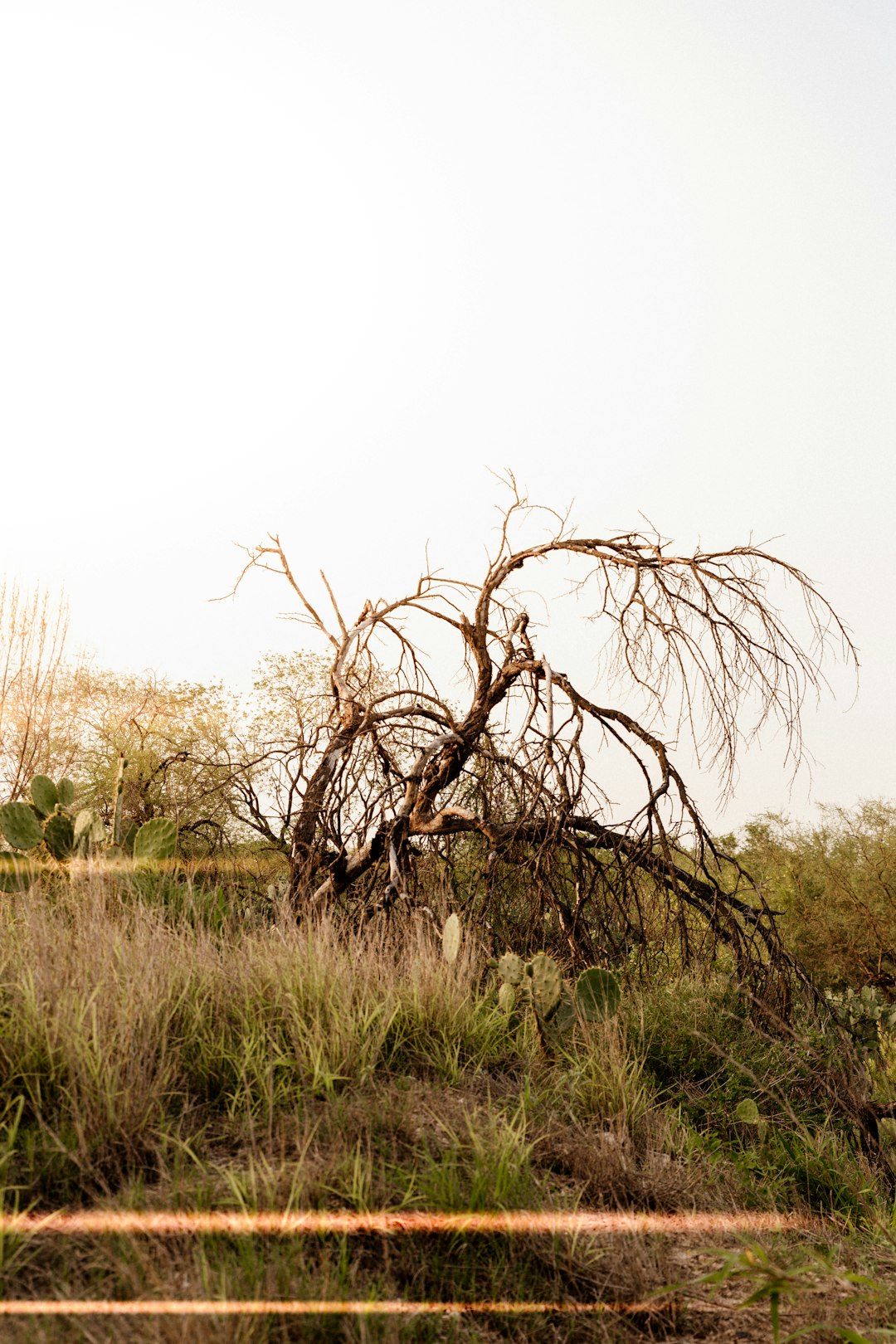 green grass field with leafless trees