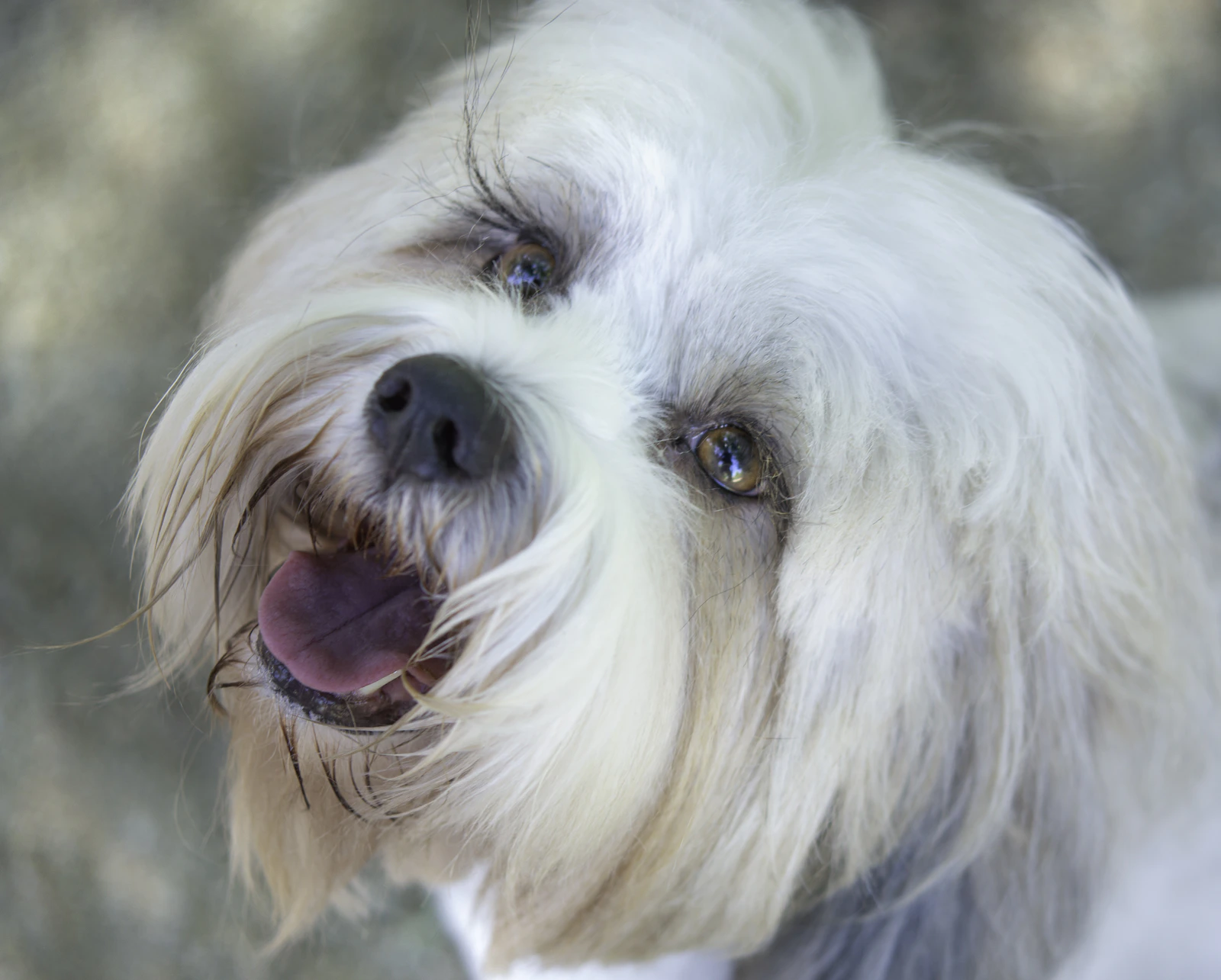 Small white long-haired Tibetan Terrier, photo by Cristina Anne Costello on Unsplash