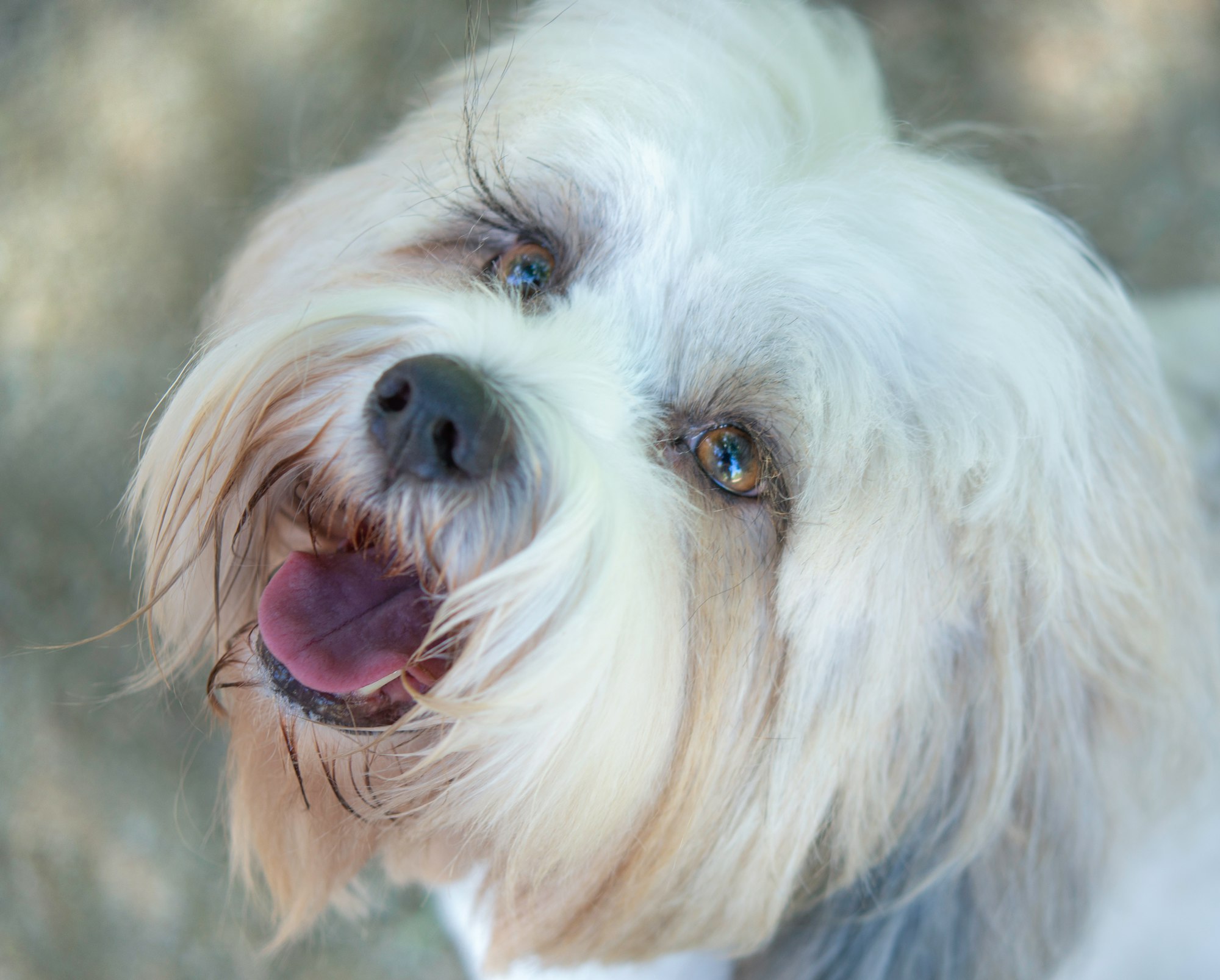 cleft palette in dogs