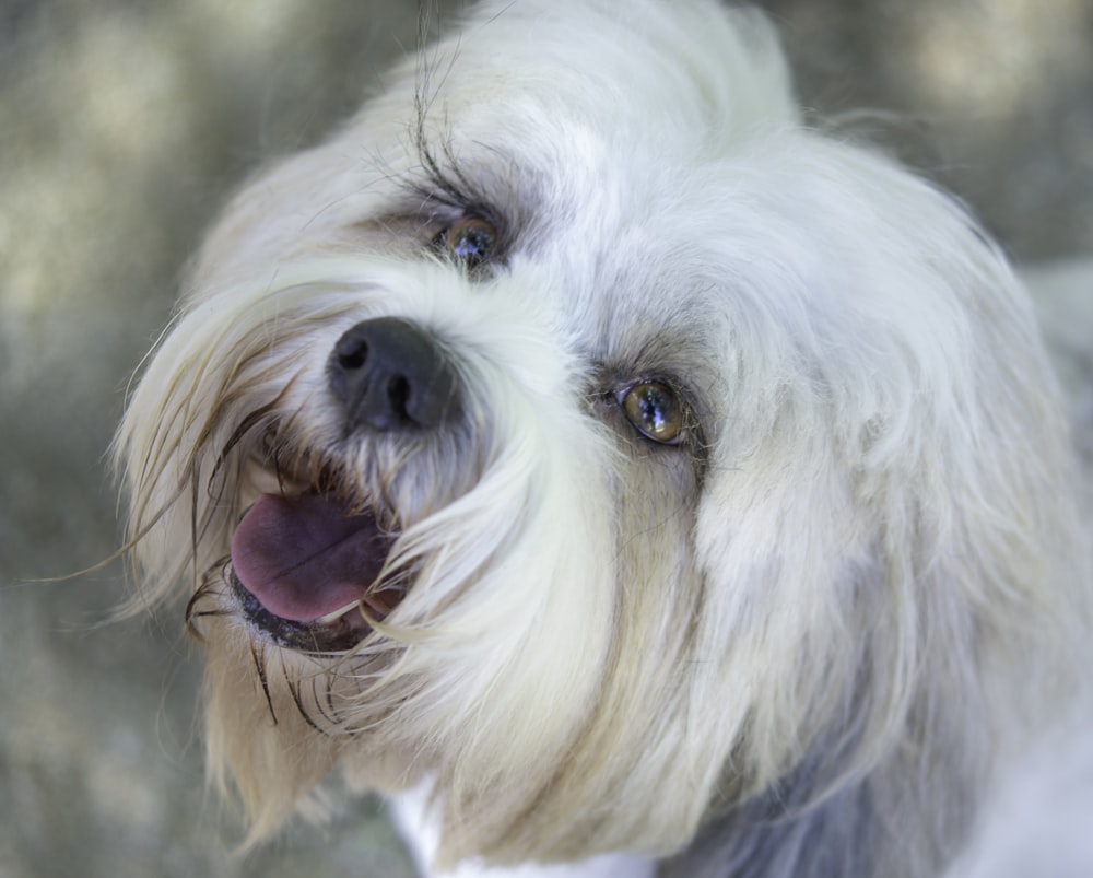 white long coated small dog